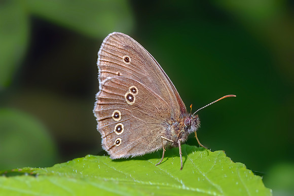 Ringlet - Aphantopus hyperantus, Trench Wood, July 2022