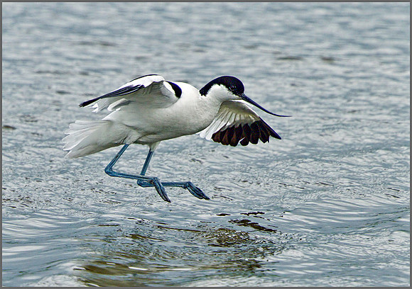 Avocet (Recurvirostra avosetta), Upton Warren NR, April 2014