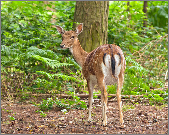Doe Fallow Deer (Dama dama), Warwickshire, July 2014