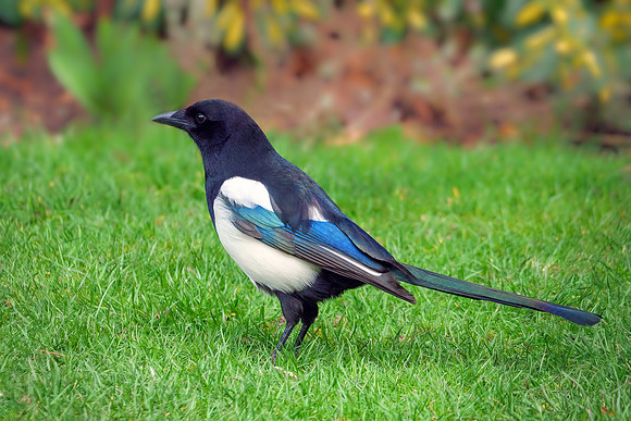 Common Magpie - Pica pica, Garden, March 2021