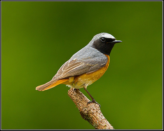 Redstart, Powys, 20 May 2011