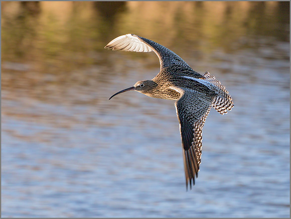 Curlew (Numenius arquata),  Upton Warren, December 2014
