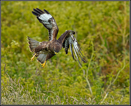 Common Buzzard (Buteo buteo), Gloucestershire, 29 June 2012
