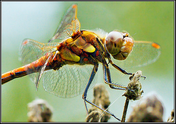 Common Darter, Upton Warren Moors, 03 September 2011