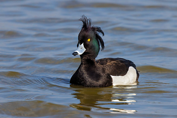 Tufted Duck - Aythya fuligula, Slimbridge WWT, March 2022