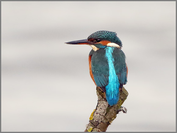 Female Kingfisher (Alcedo atthis), Upton Warren, 05 November 2014
