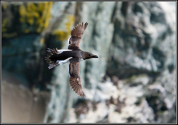 Razorbill, Anglesey 05 July 2011
