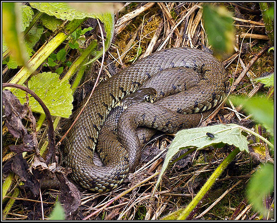 Barred Grass Snake, Upton Warren Moors 21 July 2011