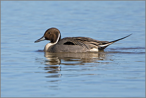 Northern Pintail - Anas acuta, Slimbridge WWT, March 2017