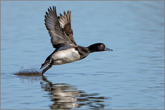 Tufted Duck - Aythya fuligula, Slimbridge WWT, March 2017