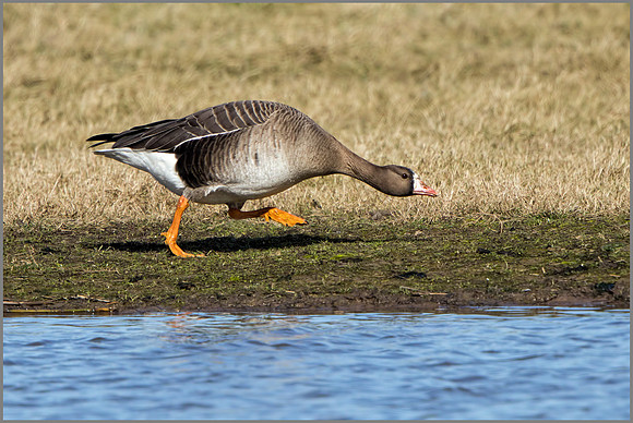 White-fronted Goose - Anser albifrons, Slimbridge WWT, March 2017