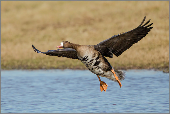 White-fronted Goose - Anser albifrons, Slimbridge WWT, March 2017