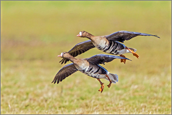 White-fronted Geese - Anser albifrons, Slimbridge WWT, March 2017