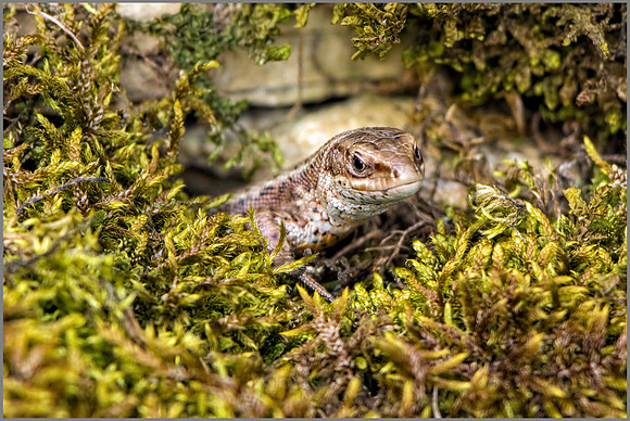 Common Lizard - zootoca vivipara, Gloucestershire, March 2017