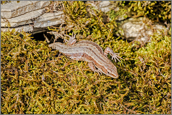 Common Lizard - zootoca vivipara, Gloucestershire, March 2017