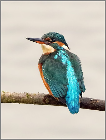 Female Kingfisher (Alcedo atthis), Upton Warren, 05 November 2014