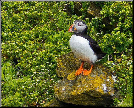 Puffin, Anglesey, 12 May 2011