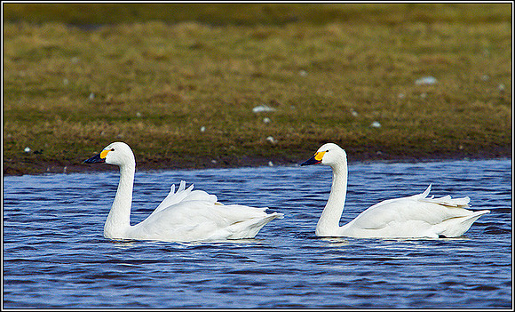 Bewick's Swan, Slimbridge, March 2011