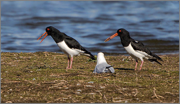 Oystercatchers - Haematopus ostralegus, Upton Warren NR, March 2017