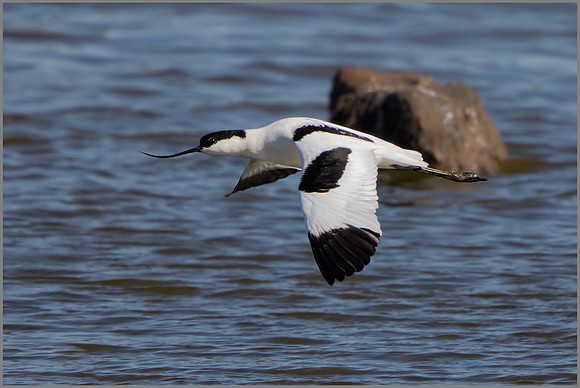 Avocet - Recurvirostra avosetta, Upton Warren NR, March 2017