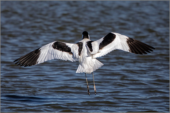 Avocet - Recurvirostra avosetta, Upton Warren NR, March 2017