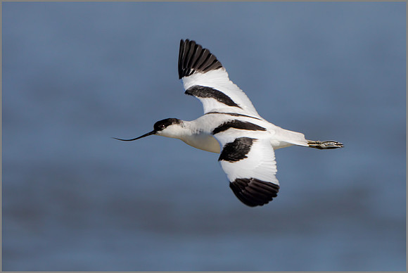 Avocet - Recurvirostra avosetta, Upton Warren NR, March 2017