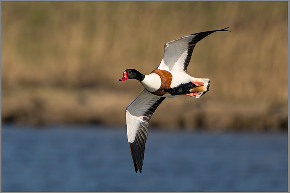 Common Shelduck - Tadorna tadorna , Upton Warren NR, March 2017