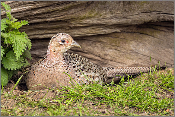 Hen Pheasant - Phasianus colchicus, Warwickshire, March 2017