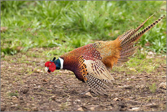 Cock Pheasant - Phasianus colchicus, Warwickshire, March 2017