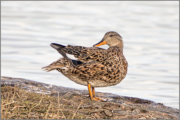 Female Gadwall - Anas strepera , Upton Warren NR, April 2017
