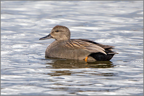 Drake Gadwall - Anas strepera , Upton Warren NR, April 2017