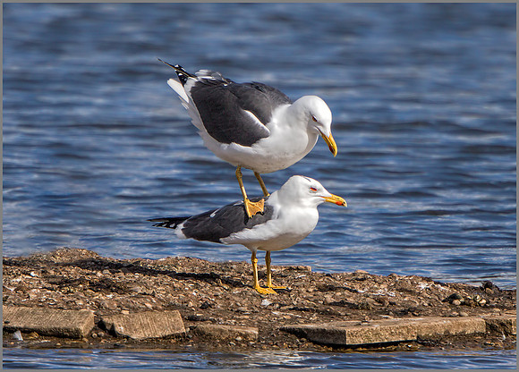 Lesser Black-backed Gulls -  Larus fuscus, Upton Warren NR, March 2017