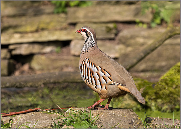 Red-legged Partridge - Alectoris rufa, Warwickshire, March 2017