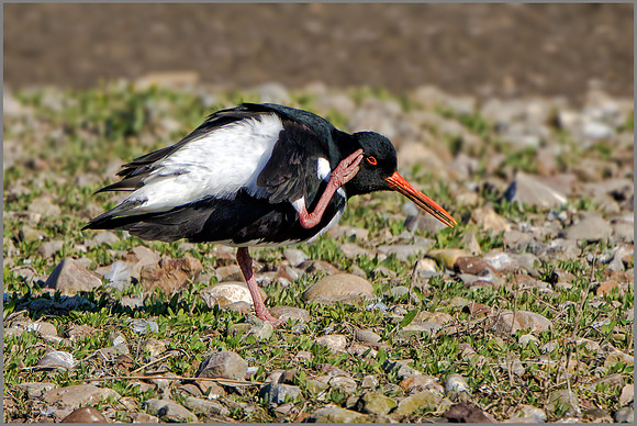 Eurasian Oystercatcher - Haematopus ostralegus, Upton Warren NR, April 2017