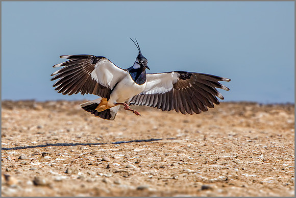 Northern Lapwing - Vanellus vanellus, Upton Warren NR, April 2017