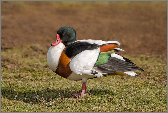 Common Shelduck - Tadorna tadorna , Upton Warren NR, April 2017