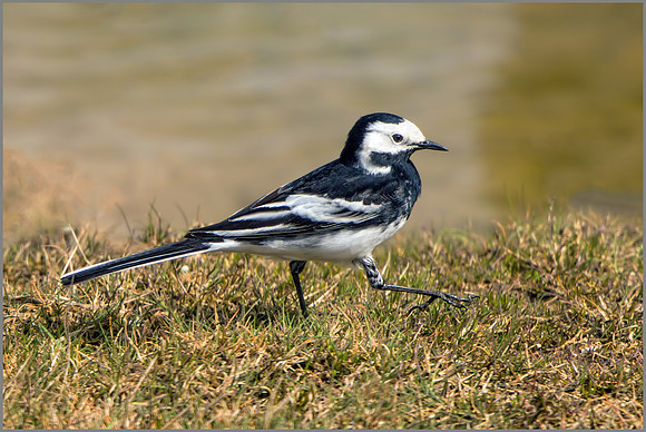 Pied Wagtail -Motacilla alba yarrellii, Upton Warren NR, April 2017