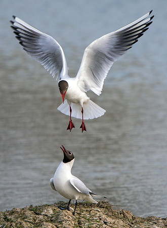 Black-headed Gulls - Chroicocephalus ridibundus, Upton Warren NR, April 2017