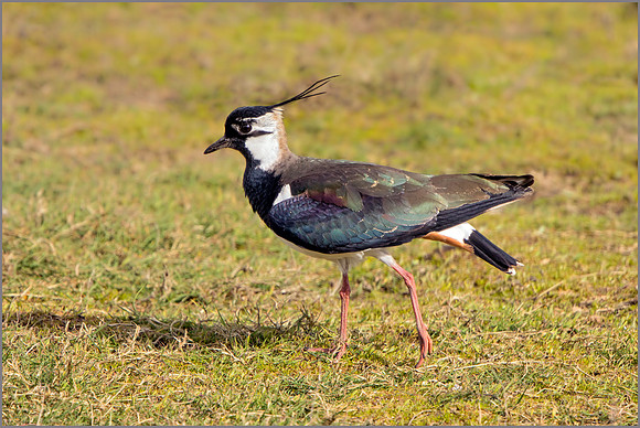 Northern Lapwing - Vanellus vanellus, Upton Warren NR, April 2017