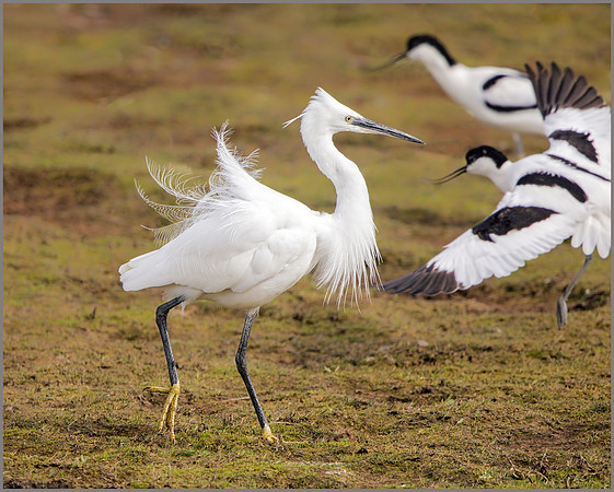 Little Egret - Egretta garzetta, Upton Warren NR, April 2017