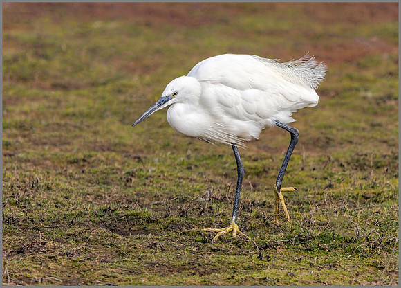 Little Egret - Egretta garzetta, Upton Warren NR, April 2017