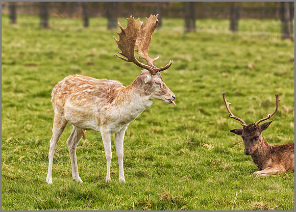 Fallow Deer Bucks - Dama dama, Charlecote Park, April 2017