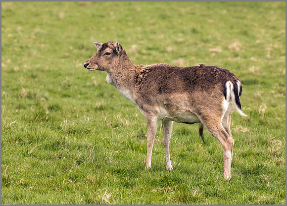 Fallow Deer Buck - Dama dama, Charlecote Park, April 2017