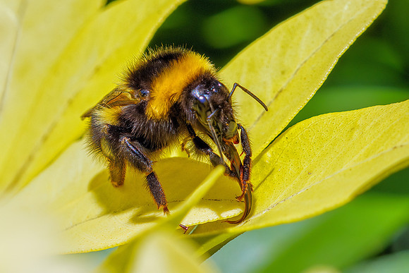 Garden Bumble Bee - Bombus hortorum, Garden