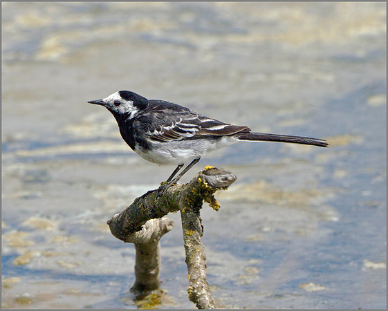 Pied Wagtail (Motacilla alba), Upton Warren NR, June 2014