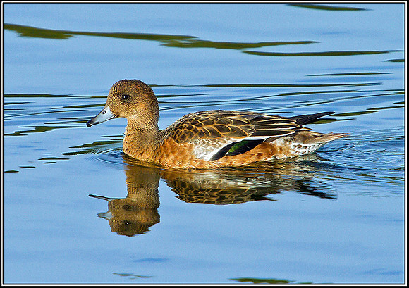 Wigeon, Marsh Lane, 02 October 2010