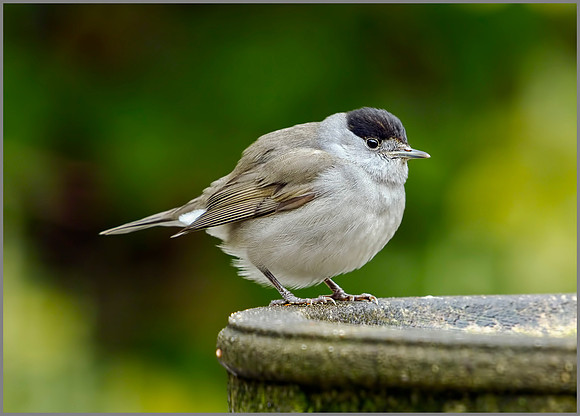 Blackcap, Garden, 09 February 2012
