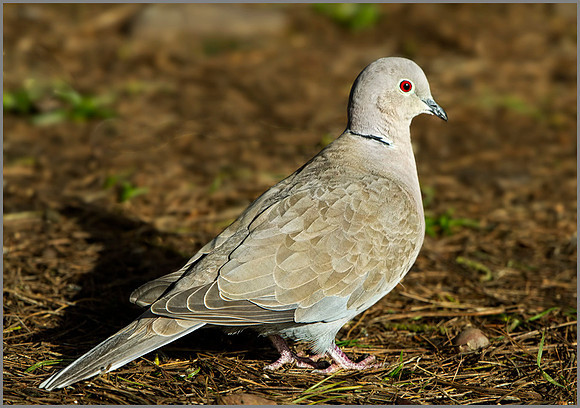 Collared Dove (Streptopelia decaocto), Warwickshire, February 2014