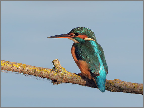 Female Kingfisher (Alcedo atthis), Upton Warren, November 2014