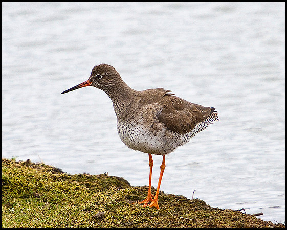 Redshank, Upton Warren Flashes, 24 March 2010